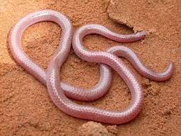 Blind Snake Snake Land Turtles Iguana