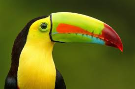 Bird With Long Colorful Beak Toco Toucans Also Occasionally Eat The Eggs Of Other Birds Description From Pgcpsmess Wordpress Com I Searc Toco Toucan Rainforest Animals Keel Billed Toucan