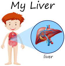 Healthy lungs model realistic lungs are a pair of respiratory organs located in the chest animal coloring pages. Boy And Liver On Diagram 455297 Vector Art At Vecteezy
