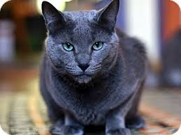 Though small, we are proud of the conditions our cats are kept in and the care they receive. Brooklyn Ny Russian Blue Meet Oscar A Pet For Adoption