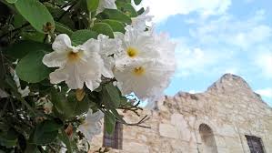 Maybe you would like to learn more about one of these? Top Ten Native Plants Of Texas And Mexico Garden Style San Antonio