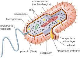 Maybe you would like to learn more about one of these? Biology 101 Cells Prokaryotic Cell Eukaryotic Cell Biology Notes