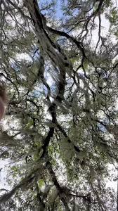 Kami Giles (@kamigiles)