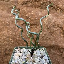 Image result for Albuca