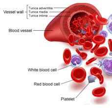 Blood cells - www.24wikiss.blogspot.com