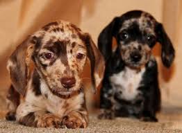 Toy Mini Aussie Dachshund Pups For Sale Co Tug Yurhart Dachshund Puppy Miniature Daschund Puppies Dachshund Puppies For Sale