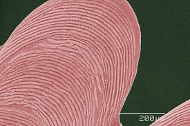 21 Fascinating Microscopic Images That Will Blow Your Mind