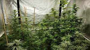 Check spelling or type a new query. 4x4 Grow Tent 2021 Top 10 Indoor Tents For Growing Cannabis