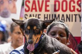 InPics | Volunteers with a dog during a protest, in #Chennai. The  demonstration comes in response to a Supreme Court order for the removal of  stray dogs from the capital following a