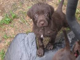 Quickly find the best offers for dogs & puppies for sale in abbotsford on allclassifieds.ca. Gallery Foothill Kennel Pudelpointer Breeder Pudelpointer Dogs Puppies