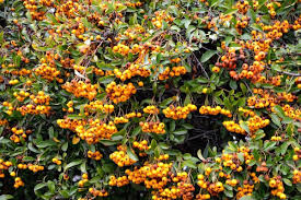 Diese 15 sträucher beweisen das gegenteil, denn sie sind für magere böden geeignet. Baum Und Strauch Mit Orangen Beeren 9 Arten Gartenlexikon De