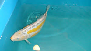After the koi and goldfish courtship is over, take a good look at your fish to see what condition they are in. Koi Eggs Not Hatching