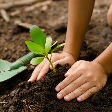 Loosen the soil around the hole with a fork. Plant A Tree World Land Trust