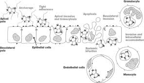 Image result for Neisseriaceae