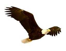 How many american eagle clip art are there? Clipart Png Eagle Novocom Top
