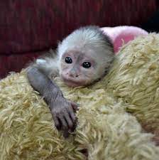 Little Jack Capuchin Baby 120311 2 Jpg 1067 1076 Pets For Sale Marmoset Monkey Animals