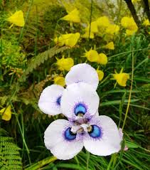 Image result for Moraea niassensis