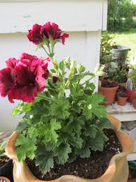 Image result for Pelargonium domesticum round-leaved bushy