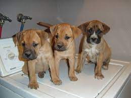 Boxer Lab Mix Boxadorlabrador Retrieverboxer Mix Puppies 200- 8wks Old In Covina Boxer Mix Puppies Puppies Boxador Puppies