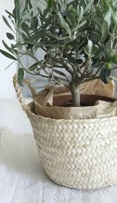 Olive Plant Olive Plant Olive Tree Potted Olive Tree