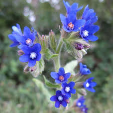 Image result for Agelanthus musozensis