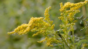 The Solidago School Of Herbalism Roemerfilm Blog