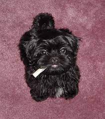 We did not find results for: Shih Tzu Yorkie Poodle Mix Black Novocom Top