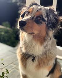 Australianshepherd Dog Breed Information Popular Pictures Shepherd Dog Breeds Australian Shepherd Dogs Cute Dogs