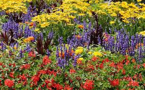 One thing i'm excited about is that there will be no ads. 9 Fantastic Flower Garden Blogs Blog At Thompson Morgan