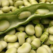 Chickpeas kacang kuda healthy snack in ewant electric pressure cooker. Kacang Kuda Kebun Hiasan Sayur Sayuran Berbuah Besar Makanan Penerangan Tentang Jenis Dan Jenis Faedah Dan Tujuan