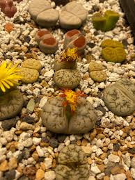 Do you have any data on other popular singles in their first 24 hours? Pollination Success Less Than 24 Hours Later The Bloom Is Dying And The Outer Petals Are Turning Red All Great Signs That Seeds Are Coming In 8 9 Months Lithops