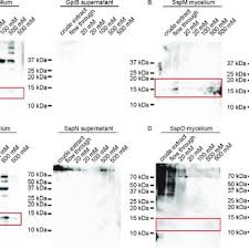 Higher education minister datuk seri dr noraini ahmad said about 4.82 million sspn account holders will benefit from the rm201.3 million dividend. Western Blot Analysis Of Gpib His Sspm His Sspn His And Sspo His Download Scientific Diagram