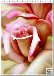 Rosas E Poesias Falando De Amor Community Google