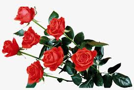 Check spelling or type a new query. Red Rose Transparent Png Flowers Rose Wallpaper Png Transparent Png 1024x576 Free Download On Nicepng