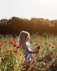 Tiggy Emilia Rose On Instagram I Completely Missed The Poppy Fields When We Recently Visited The Wildflower Fields S Poppy Field Poppies Wild Flowers