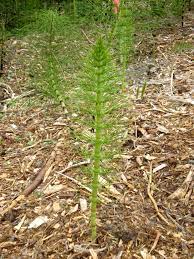 Seedless vascular plants in florida. Seedless Plants Biology For Majors Ii