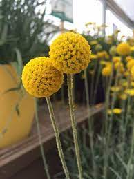 50 Craspedia Gold Beauty Live Plants Plugs Garden Home Patio Planters 435 Plants Patio Planters Live Plants