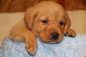 Our dogs are a part of our family members and dwell in our house. Yellow Male British Lab For Sale Rockspringslab Yellowlab Britishlab Labpuppies Lab Puppies Labs For Sale Puppies
