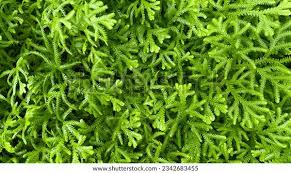 Image result for Selaginella versicolor