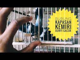 Jun 07, 2020 · cara mudah membedakan burung kapasan kemiri jantan dan betina didalam video ini dijelaskan secara lengkap cara membedakan kapasan kemiri jantan dan betina. Langka Aksi Kapasan Kemiri Gacor Dan Gaya Bunyinya Youtube