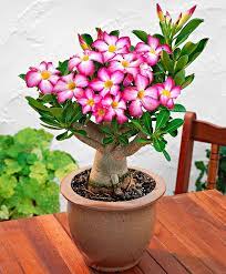 Desert Rose Specials From Spalding Bulb Desert Rose Plant Rose Seeds Indoor Flowers