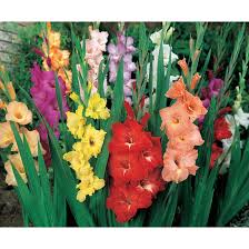 Image result for Gladiolus decoratus