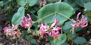 Image result for Helixanthera woodii