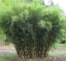 Feb 17, 2017 · that is, many people eager to grow bamboo but worried about its potential to spread engage in some preventive maintenance before planting. Pin Auf Dream Garden