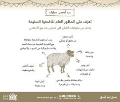أمانة جدة استقبال طلبات التصاريح للذبح داخل المطابخ المدينة