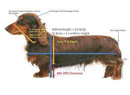 We can honestly say that our 4th dachshund, the beautiful dikerdachs drummer, is the poster child for healthy and well adjusted dogs. Quick Reference Guide To Breed Standard For Miniature Long Haired Dachshunds Long Haired Dachshund Long Haired Miniature Dachshund Dachshund Puppy Miniature