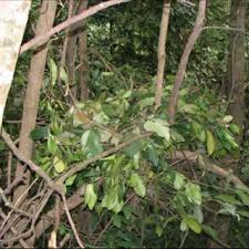 Image result for Beilschmiedia rwandensis