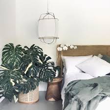 Plants Design Together On Instagram Monstera Monday Part 2 Thai Constellation Showing Why It S Such A Popular Variety Well Worth Buying One Of The Smaller 2020