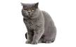 British Shorthair - Wikipedia