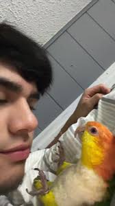 Bebito Lindo: Tu Compañero Fiel de Plumitas